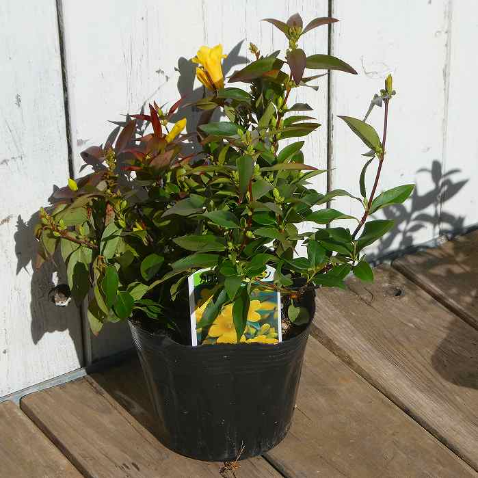 楽天市場】カロライナジャスミン 苗 3.5号ポット 黄花 ツル植物 花苗