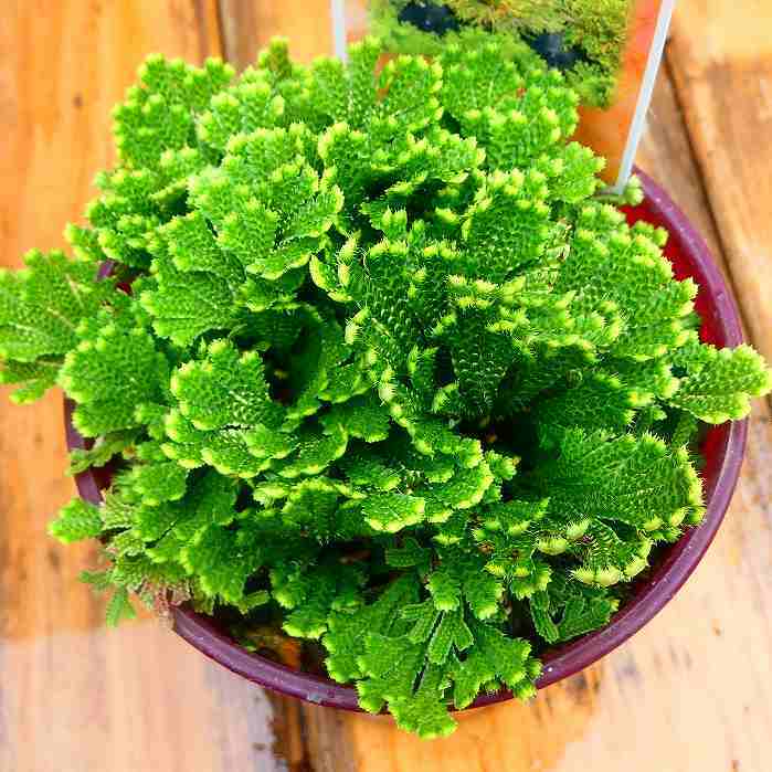 楽天市場】岩ひば 苗 屋久島 2.5号 イワヒバ 岩ヒバ 山野草 盆栽