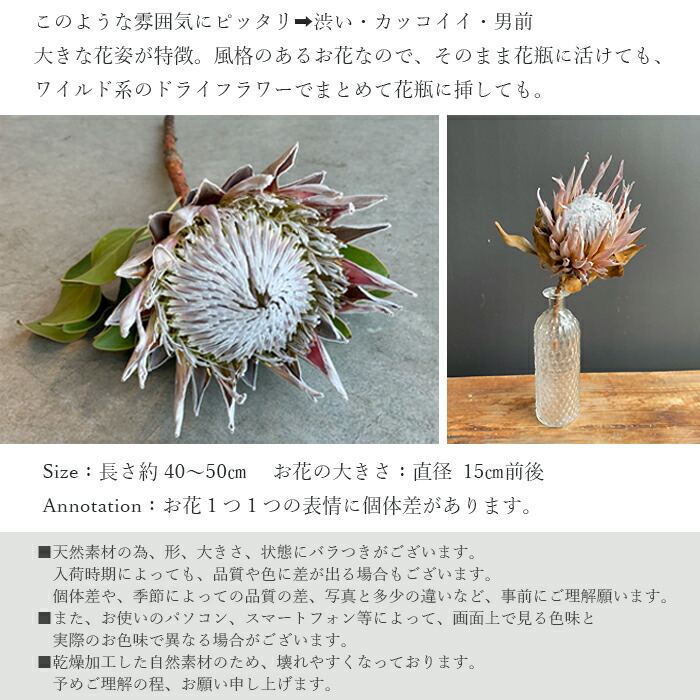 楽天市場】【単品ドライフラワー】キングプロテア ピンク 1本