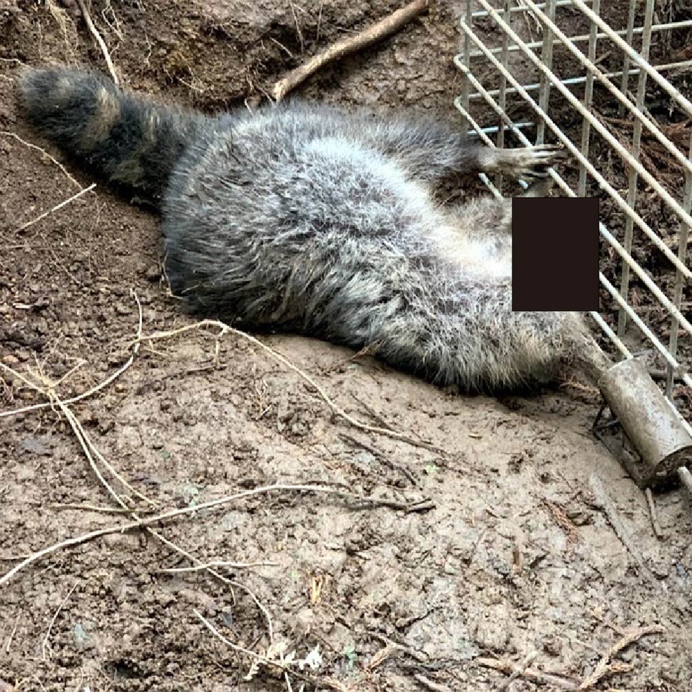 楽天市場】アラホール 4個セット アライグマ専用捕獲機 : 太田製作所