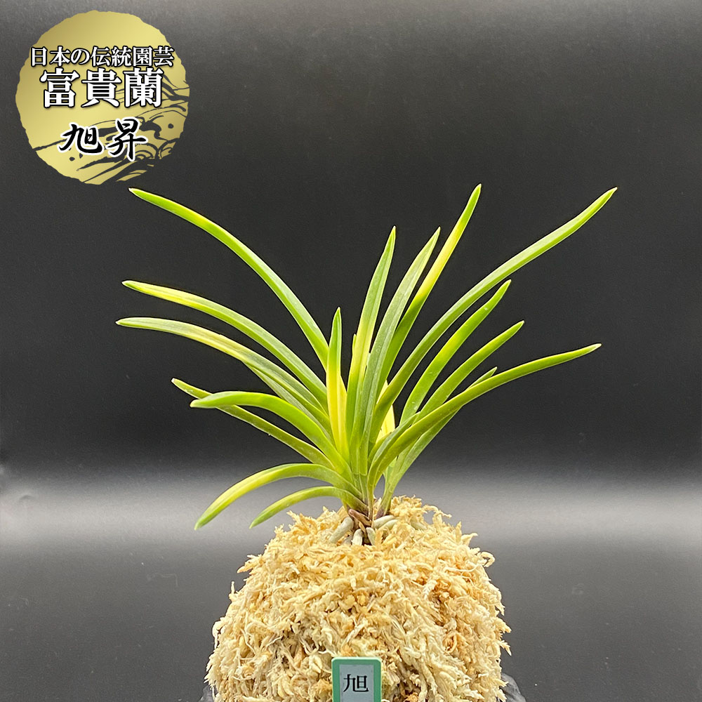 楽天市場】【店内全品2個同時購入10％OFFクーポン配布中】 富貴蘭 風蘭