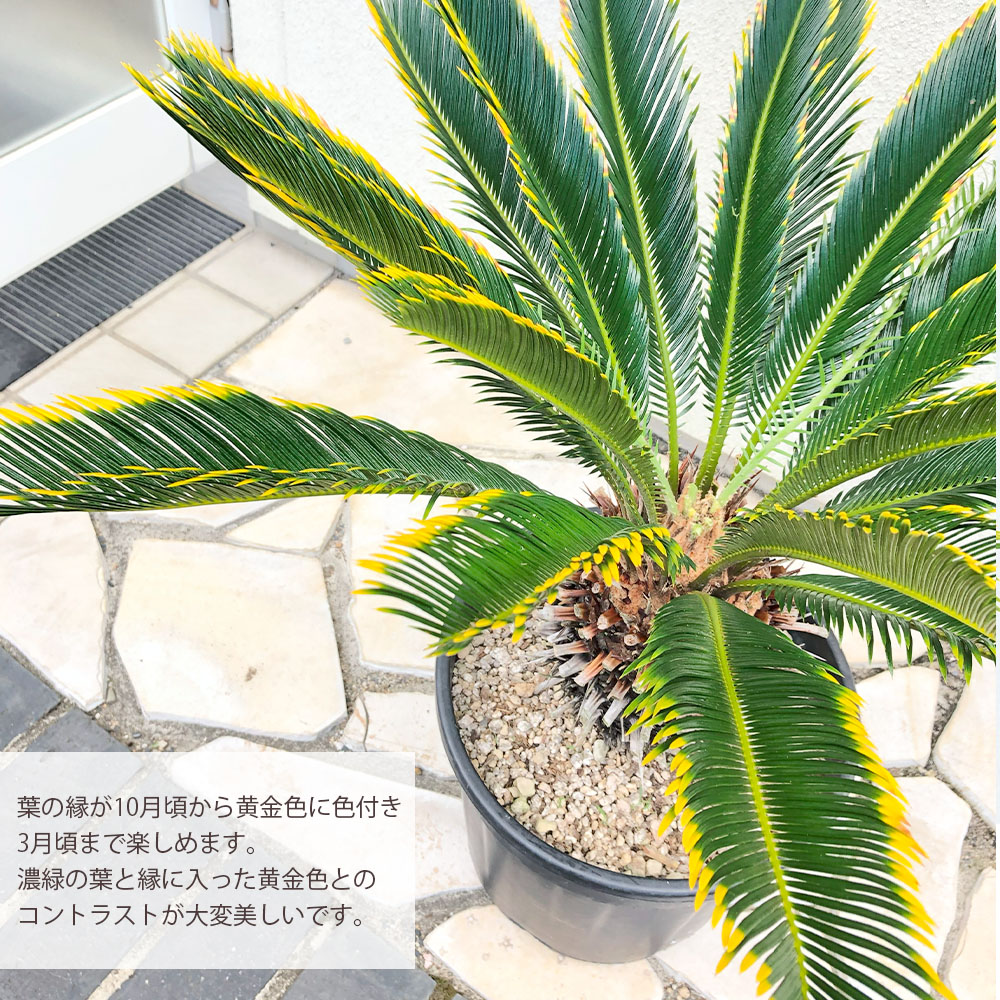 楽天市場】【店内全品2個同時購入10％OFFクーポン配布中】 観葉植物