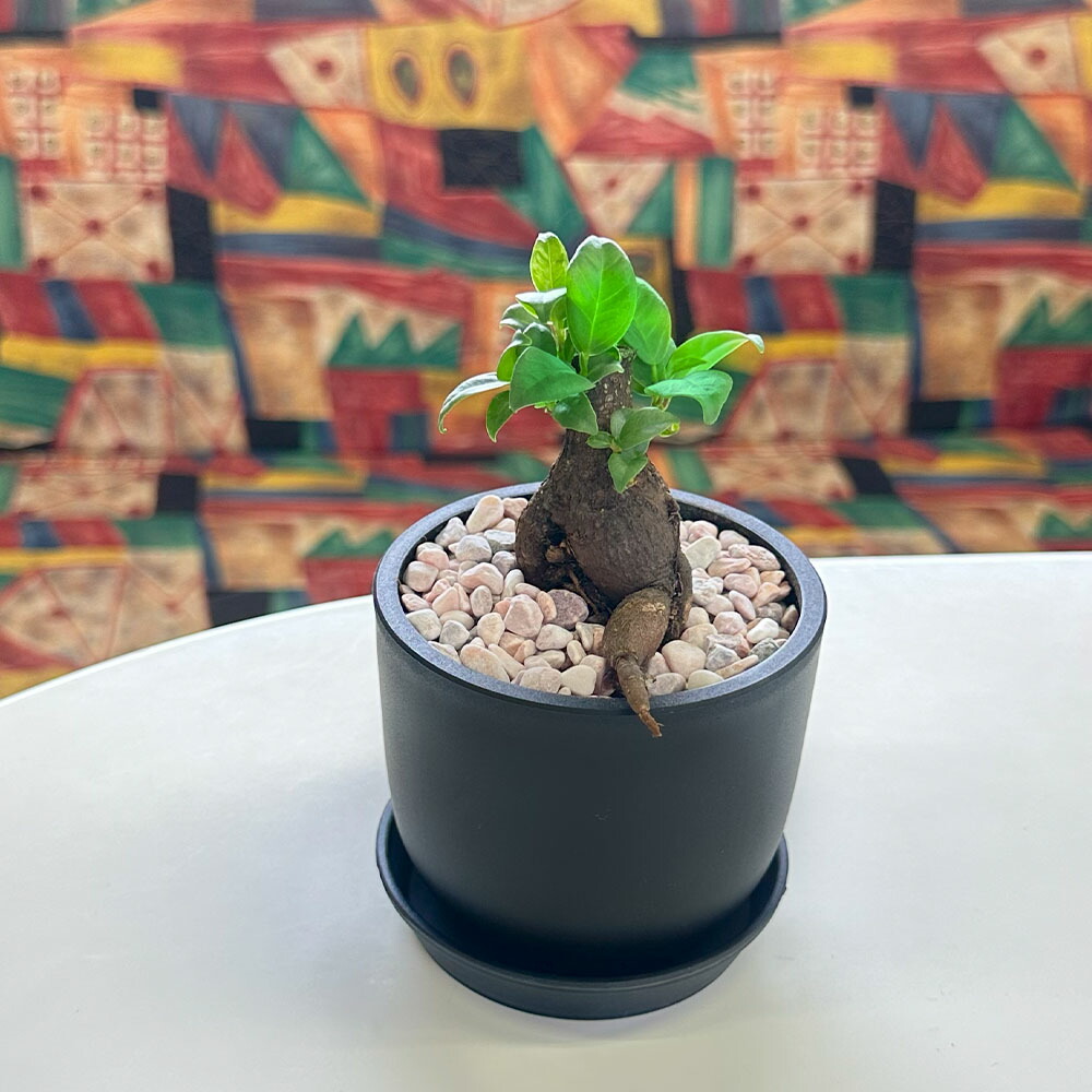 楽天市場】ガジュマル 観葉植物 小さい ミニ フィカス 白セラアート鉢