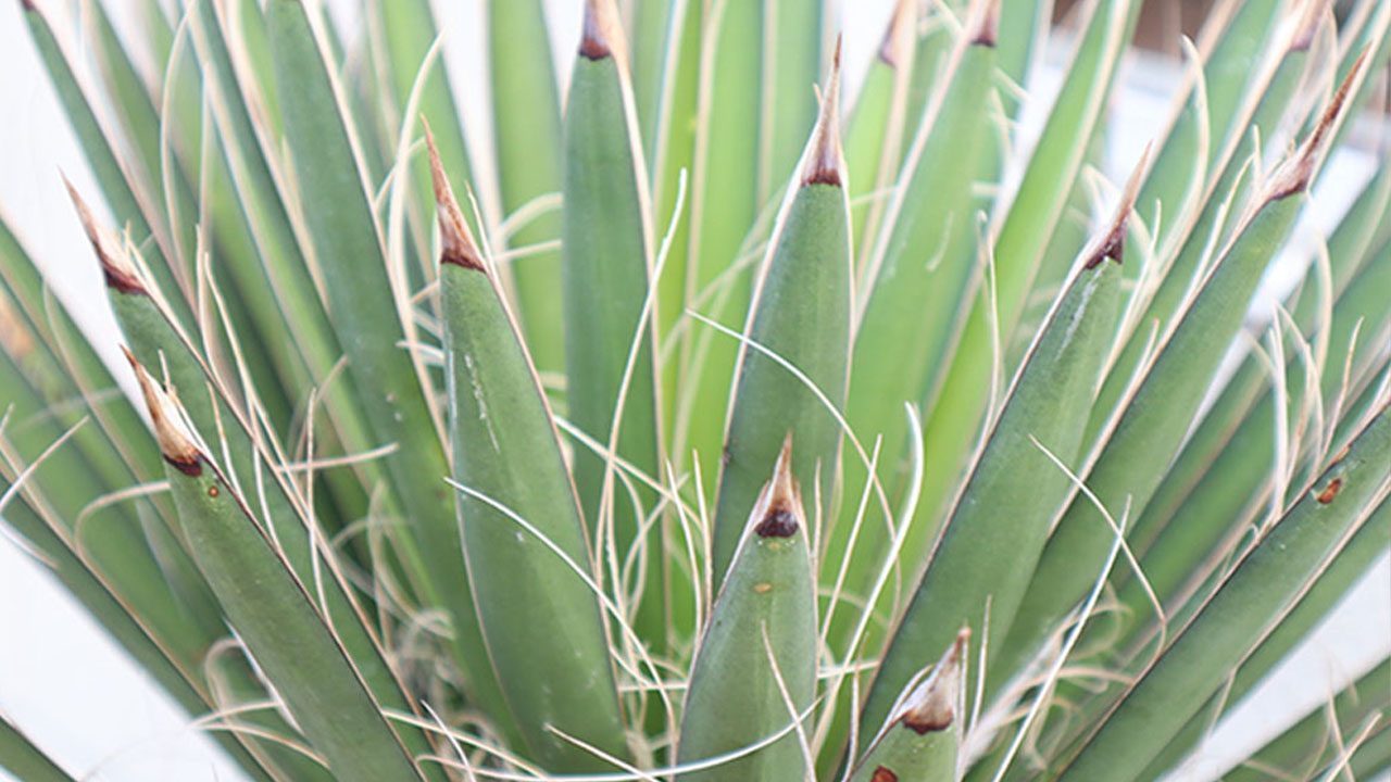 楽天市場 | 岡部グリーン有限会社 - ドライガーデンにも最適｜ワイルド