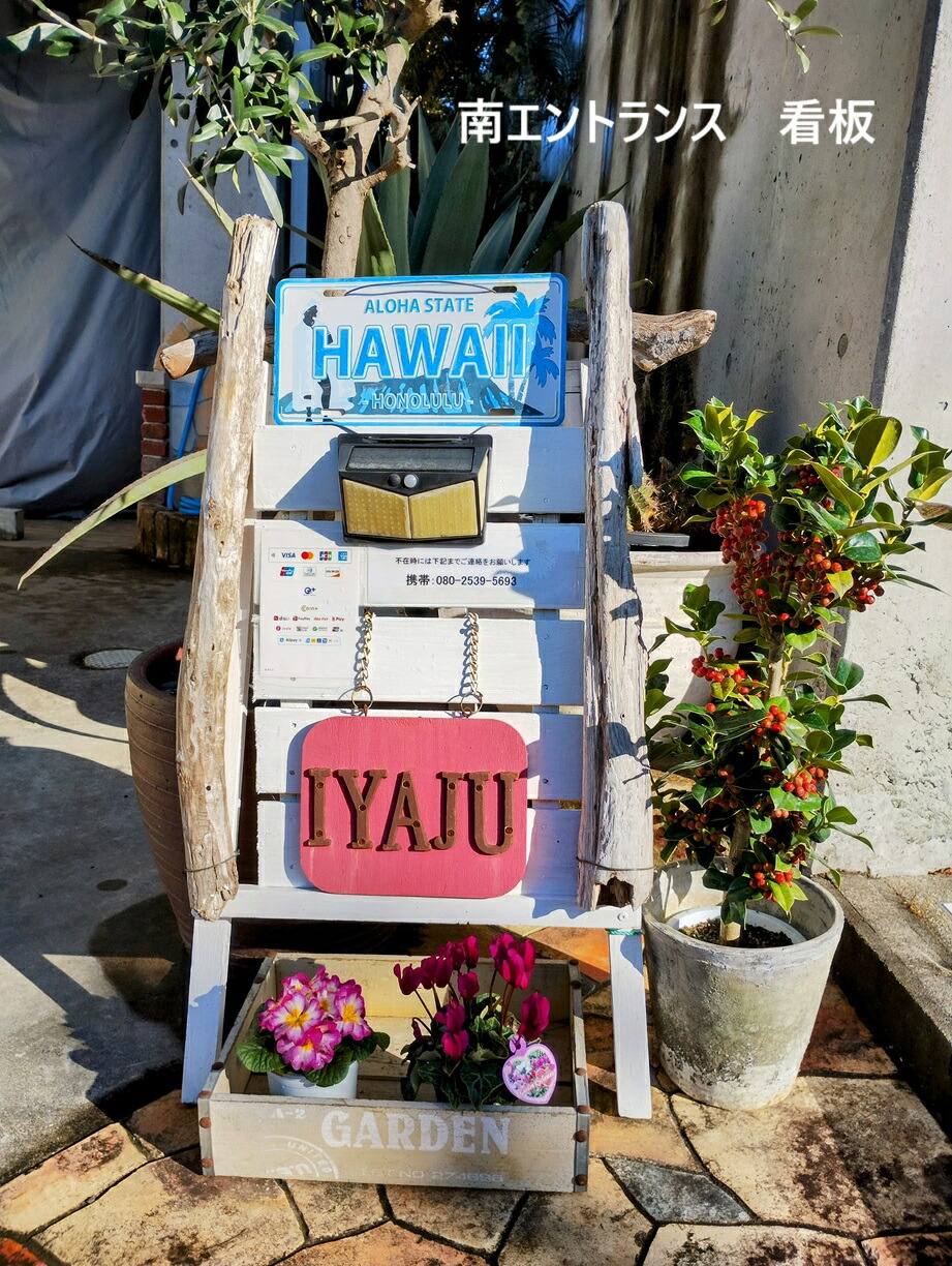 楽天市場】ココスヤシ ヤシの木 10号 耐寒性ヤシ 外構エクステリア