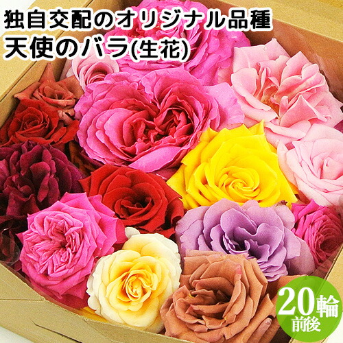 楽天市場】【今だけ30%OFF】まるで宝石箱!! 天使のバラ フラワー