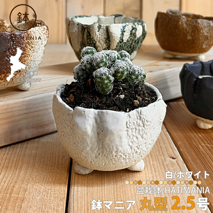 楽天市場】HATIMANIA 鉢マニア 2.5号丸型 白 鉢づくし 盆栽鉢 観葉植物