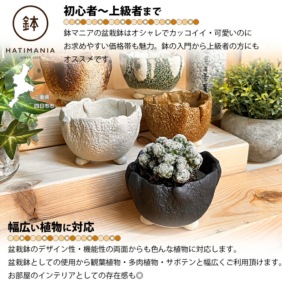 楽天市場】HATIMANIA 鉢マニア 2.5号丸型 白 鉢づくし 盆栽鉢 観葉植物