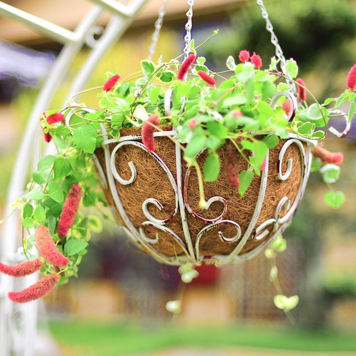 楽天市場】ゴージャスアイアンハンギングバスケット 1個単品