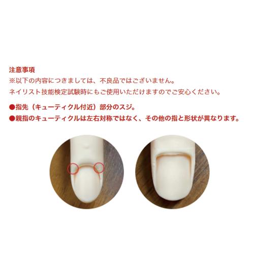 楽天市場】STモデルハンド /片手（JNEC 第1期認定モデルハンド