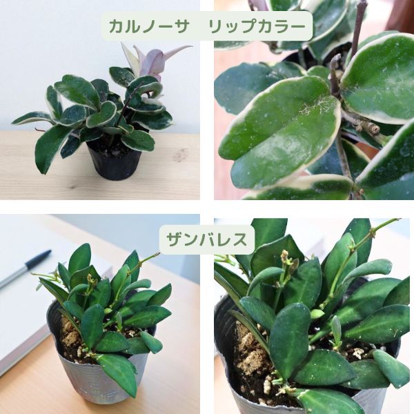 楽天市場】ホヤ 3号苗 選べる7種 サクララン 観葉植物 多肉植物 : 多気