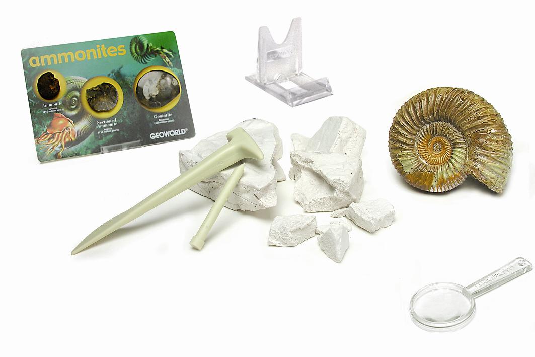 楽天市場】化石発掘セット【アンモナイト】 : 3D・恐竜・おもちゃの