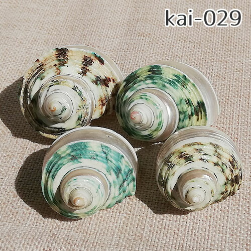 楽天市場】巻貝 貝殻 青緑 白 ブルーグリーン系 ホワイト系 海 マリン