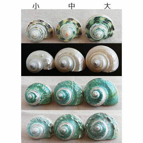 楽天市場】巻貝 貝殻 青緑 白 ブルーグリーン系 ホワイト系 海 マリン