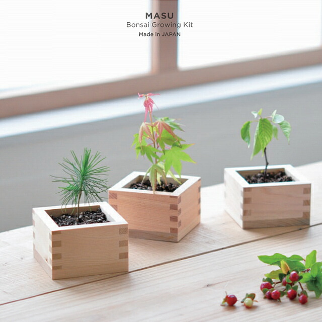 楽天市場】＼3000円で5%OFFクーポン／ 聖新陶芸 栽培セット ソダテマス