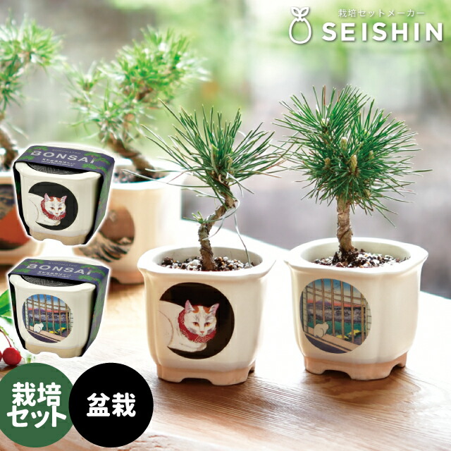 楽天市場】栽培セット 栽培キット 聖新陶芸 JAPANESE BONSAI 白猫 赤松