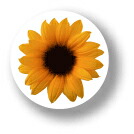 楽天市場】フラワー缶バッジ CBFL006 Sunflower ひまわり 花 FLOWER