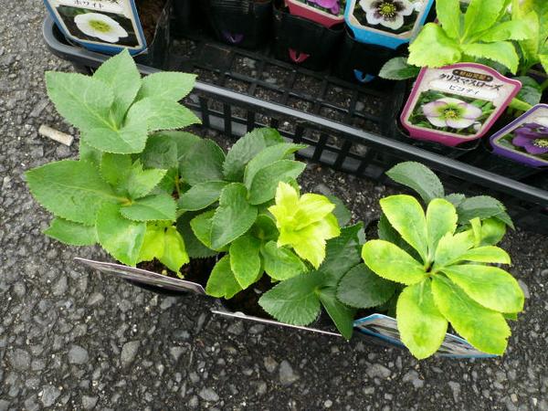 楽天市場】クリスマスローズ苗3種セット 花苗 Christmas rose