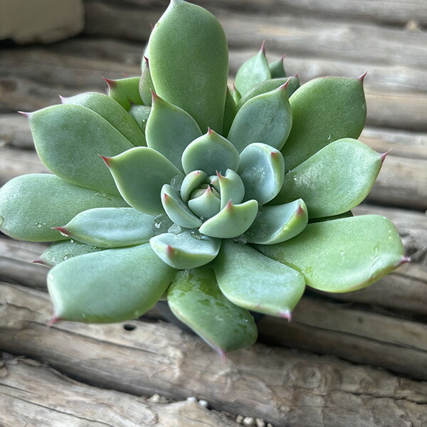 楽天市場】多肉植物 エケベリア 桃太郎 タニクショクブツ エケベリア