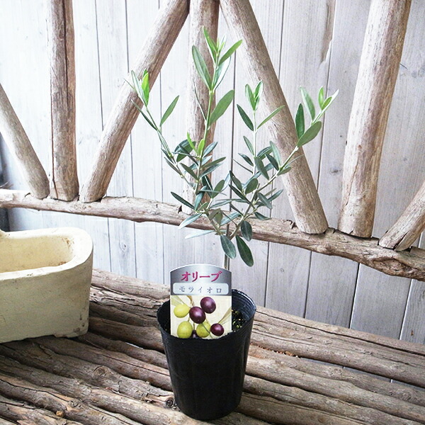 楽天市場】オリーブの木 モライオロ 3.5号サイズ 苗 高さ40cmセンチ