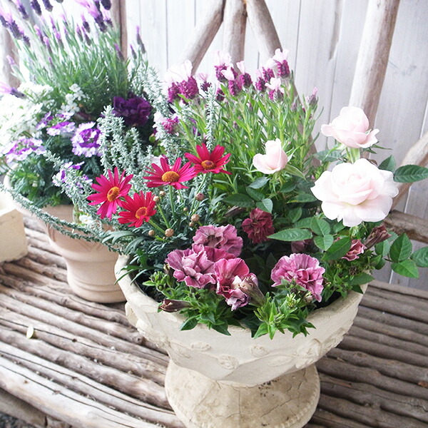 楽天市場】レア品種 アエオニウム シャネル錦 3号サイズ POT苗 珍しい