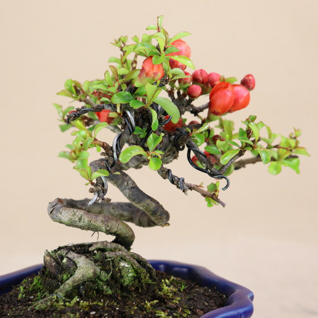 楽天市場】長寿梅 根上り（赤花） 小品盆栽 【雑木盆栽】いよじ園