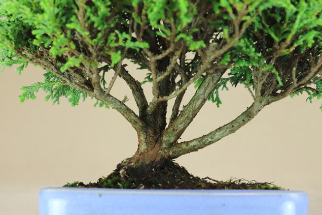 楽天市場】【あすなろ / 翌桧】小品盆栽（いよじ園） : いよじ園 楽天