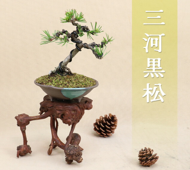 黒松 盆栽 小品盆栽」の人気商品一覧 | 安い商品を通販サイトから探す