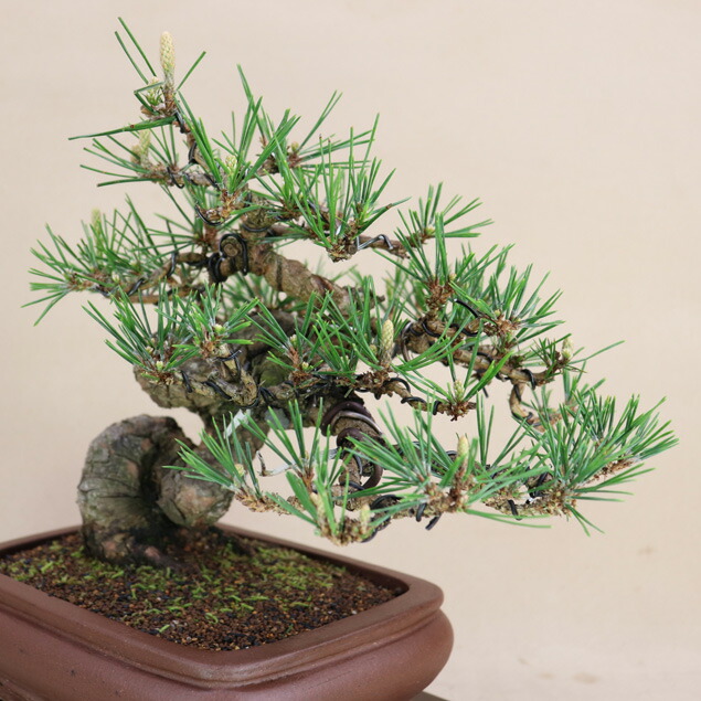 楽天市場】三河黒松 中品盆栽 【盆栽 松】いよじ園 : いよじ園 楽天市場店