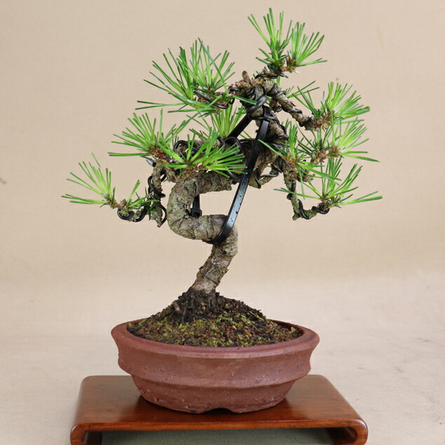 楽天市場】三河黒松 小品盆栽 【盆栽 松】いよじ園 : いよじ園 楽天市場店