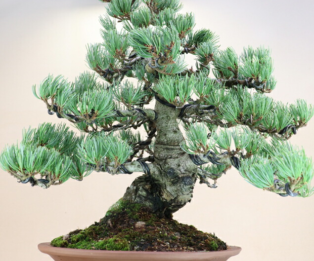 楽天市場】【松盆栽】 五葉松 - 宮島 - 中型サイズ盆栽 （いよじ園