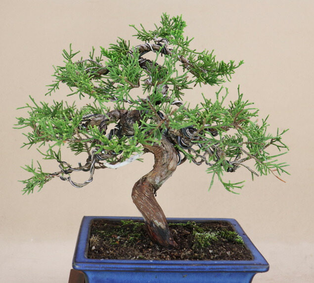 楽天市場】糸魚川真柏 小品盆栽 （いよじ園） : いよじ園 楽天市場店