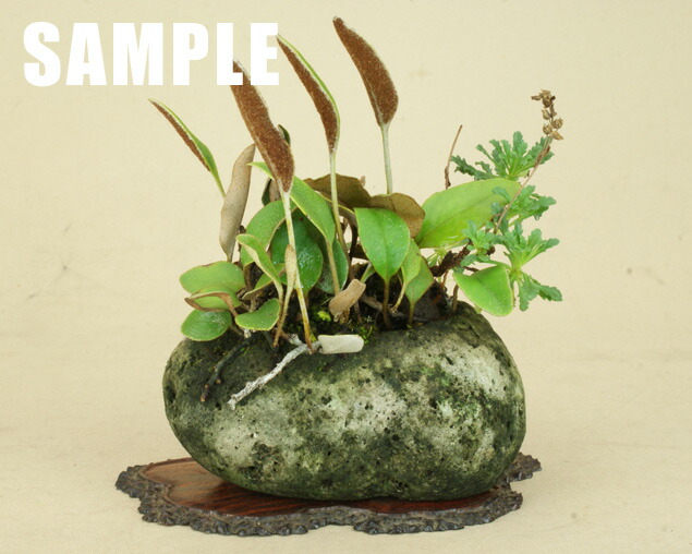 楽天市場】【盆栽鉢】 桜島産 付け石 【軽石鉢】（大サイズ）1ケース11