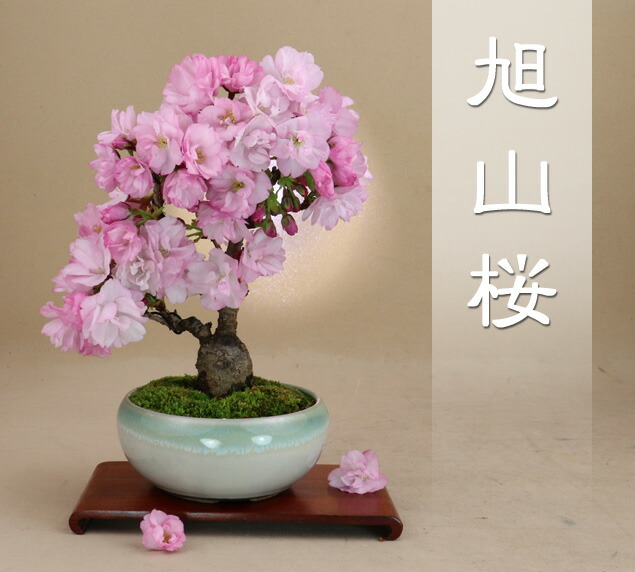 楽天市場】旭山桜（一才性 八重咲）小品盆栽 最高級肥料1年分