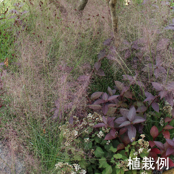 楽天市場】【3個セット】ミューレンベルギア カピラリス 10.5cm