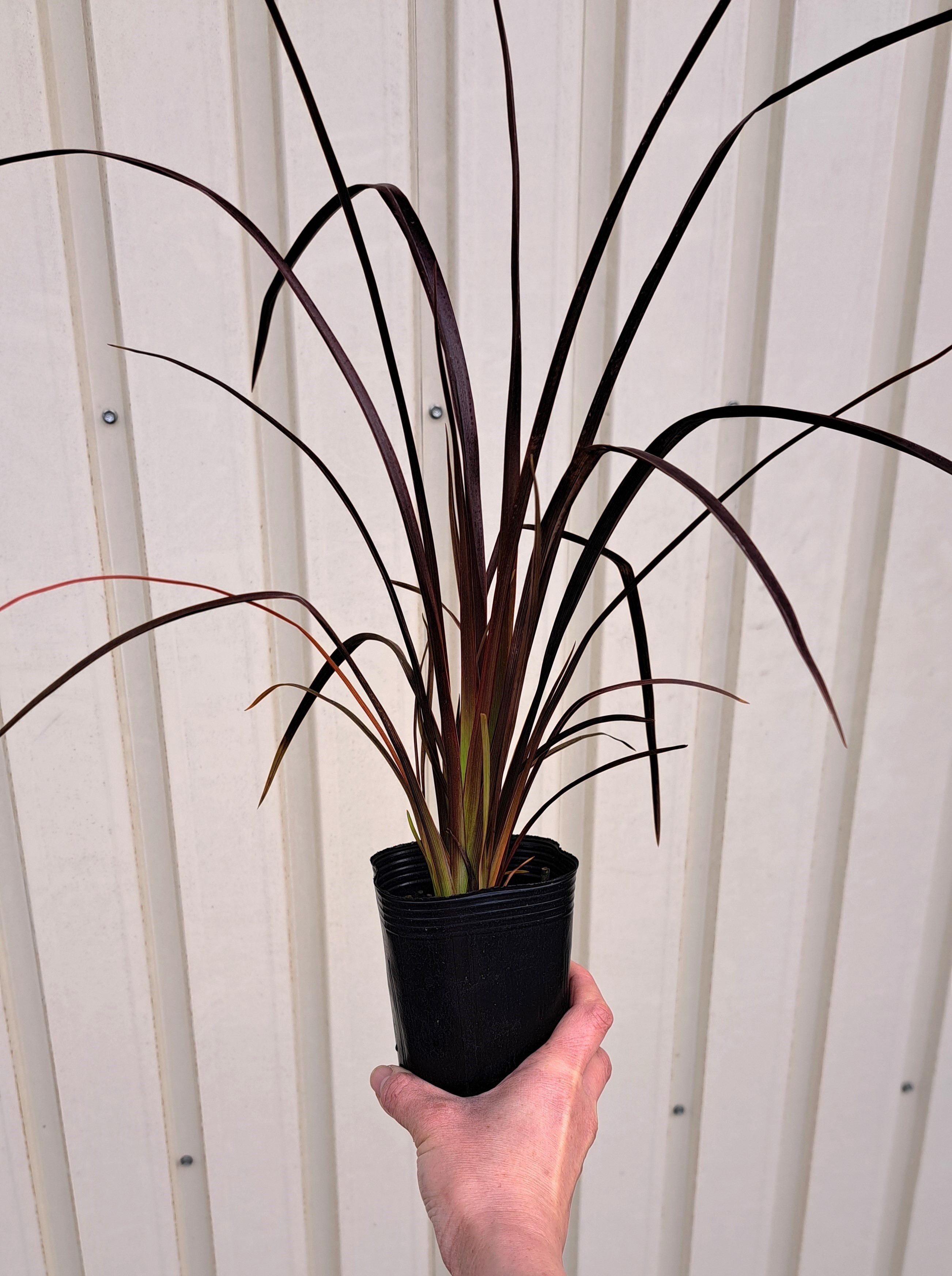 楽天市場】ニュウサイラン 苗 チョコレートクッキー 葉色（銅葉）草丈