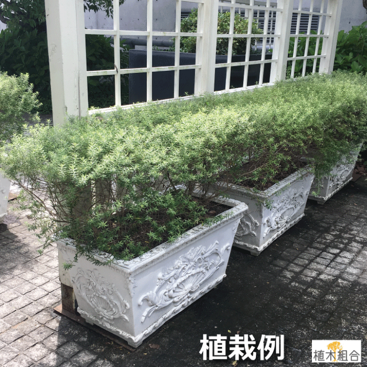 楽天市場】【単品販売】ウエストリンギア （オーストラリアン ローズ