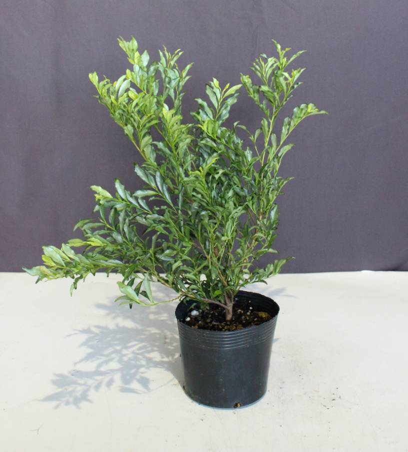 楽天市場】【単品販売】ヒサカキ コンプヒサカキ 紺斑（姫榊・ビシャコ