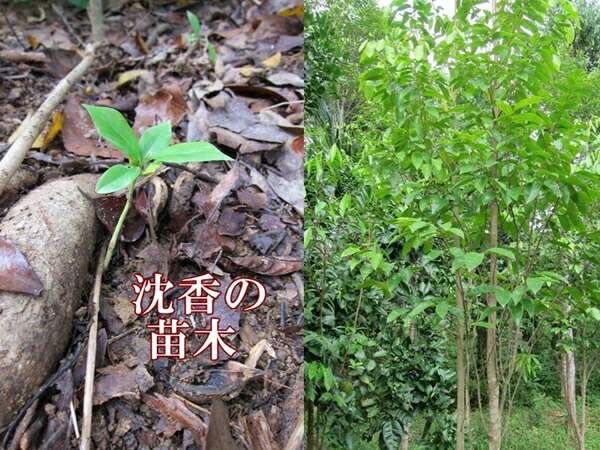 楽天市場】1000円 ベトナム産高級栽培沈香 5g量り売り【中高ランク