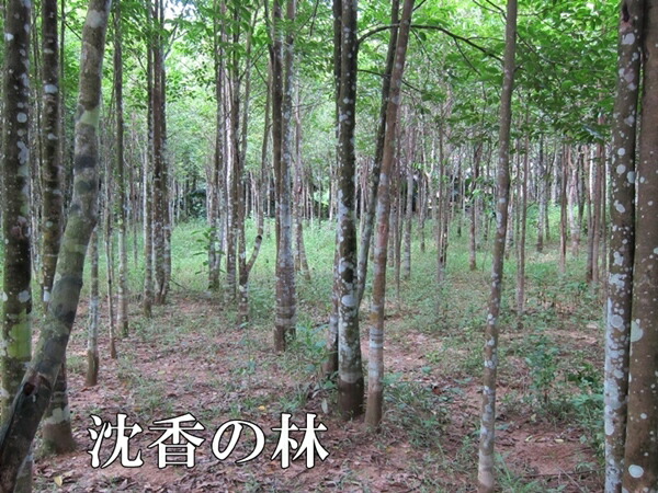 楽天市場】無添加 手作り 高級天然沈香 コーン型 ベトナム産沈香三角お