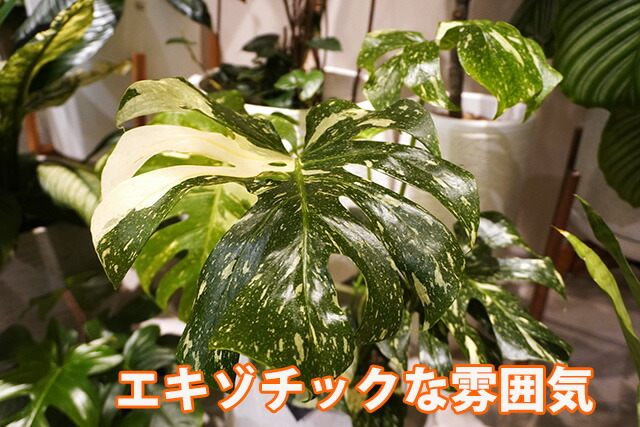 楽天市場】モンステラ 斑入り ボルシギアナ ホワイトタイガー観葉植物
