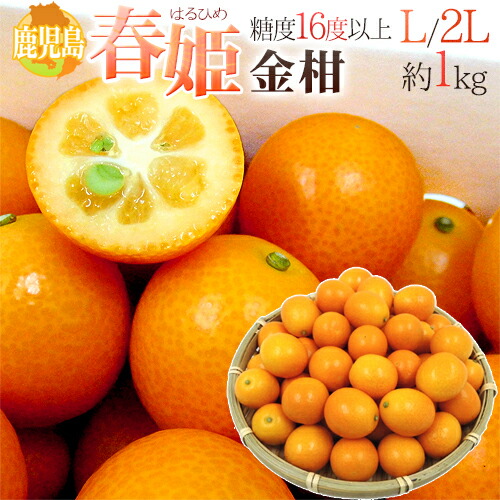 楽天市場】”鹿児島県 完熟きんかん 春姫” L/2Lサイズ 約1kg 糖度16度