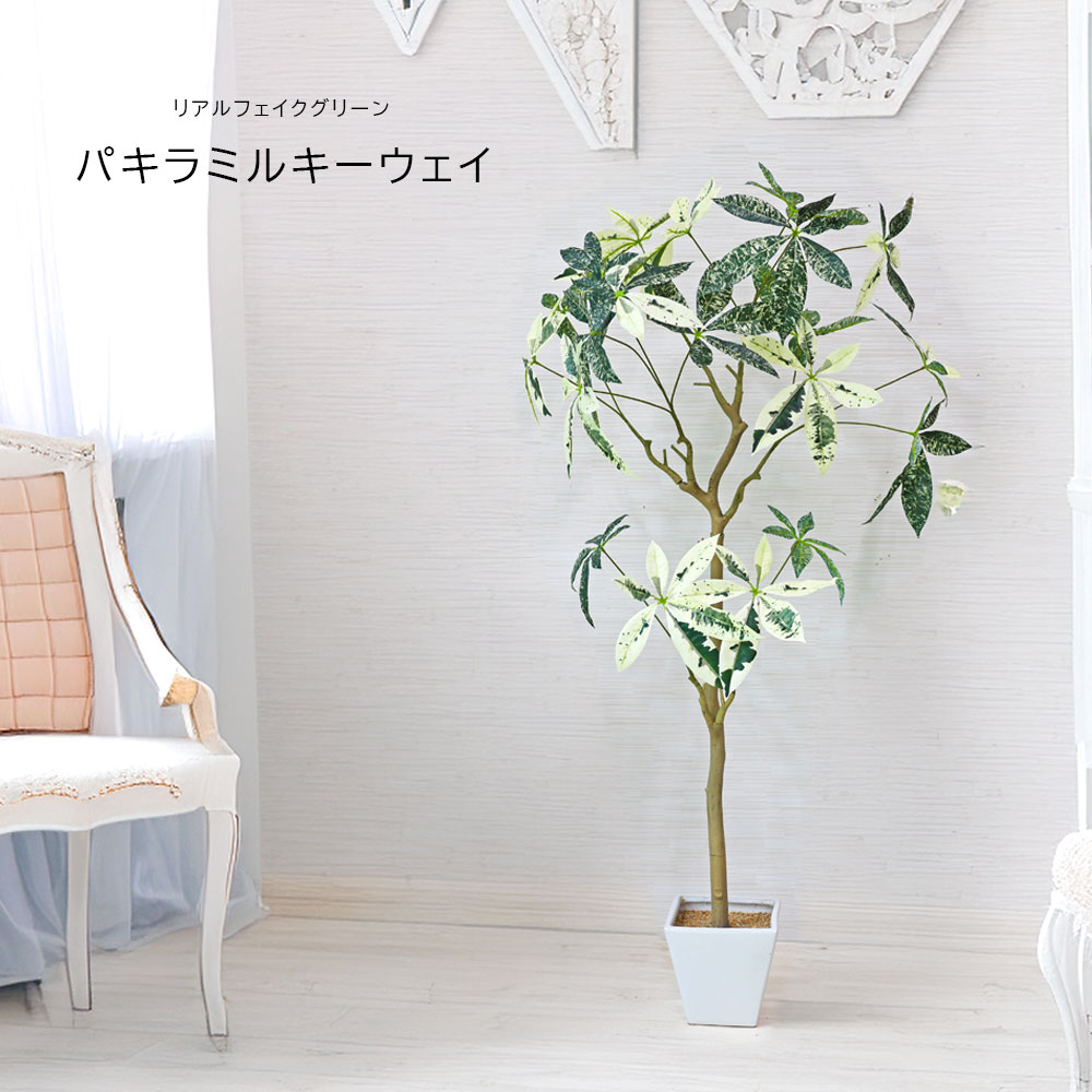 観葉植物 パキラミルキーウェイ」の人気商品一覧 | 安い商品を通販