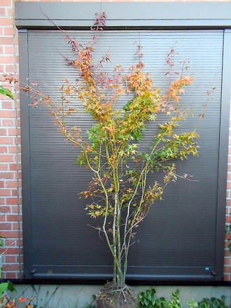 楽天市場】☆株立ち！☆いろはもみじ☆≪イロハモミジ・220≫イロハ