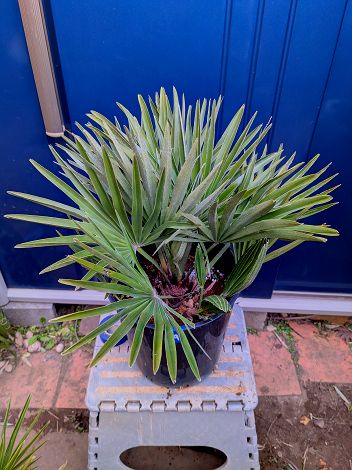 楽天市場】チャメロプスの通販