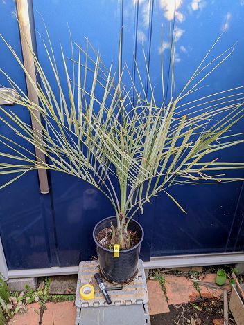 楽天市場】ココスヤシ シルバーの通販