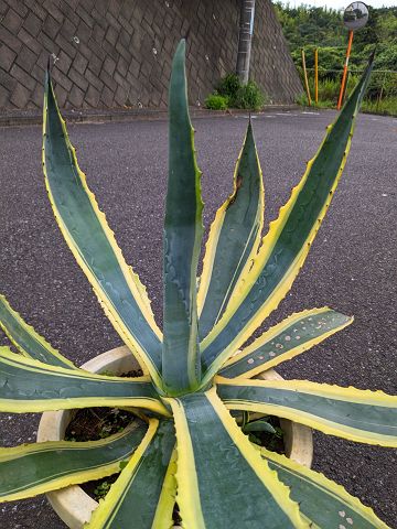 楽天市場】現品◇アガベ 斑入り アメリカーナ バリエガータ 10号◇鉢