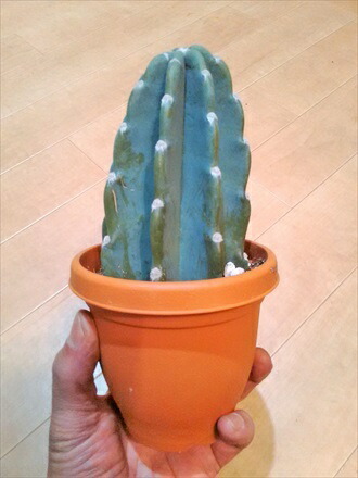 楽天市場】◇柱サボテン・ヌーダム（トゲなし鬼面角）◇ハシラサボテン