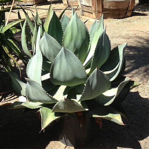 楽天市場】アガベ・ケルシー「ノヴァ」4号ロングポット : 四国ガーデン