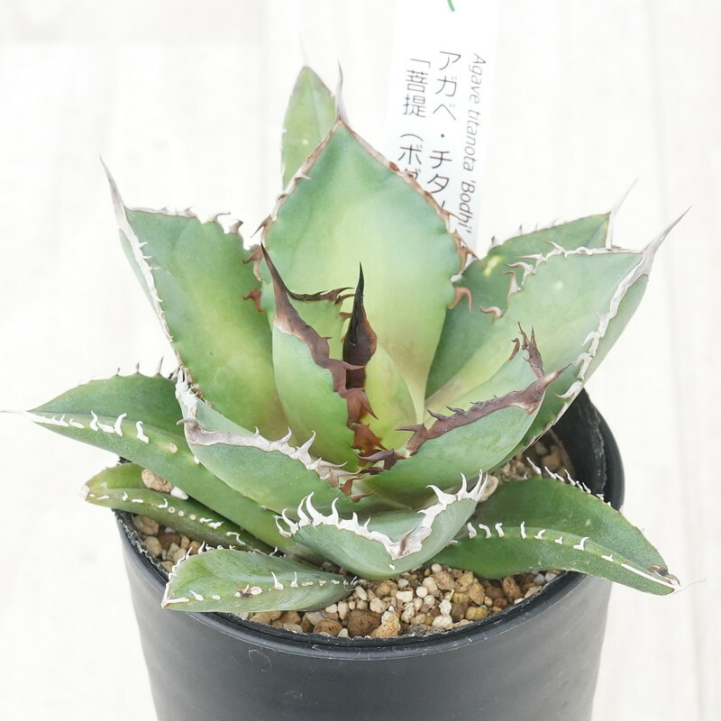 楽天市場】Kaiju Plant産 アガベ 烈焔 子株 チタノタ オテロイ